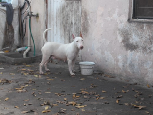 mi kerida perra camila
se las presentooo